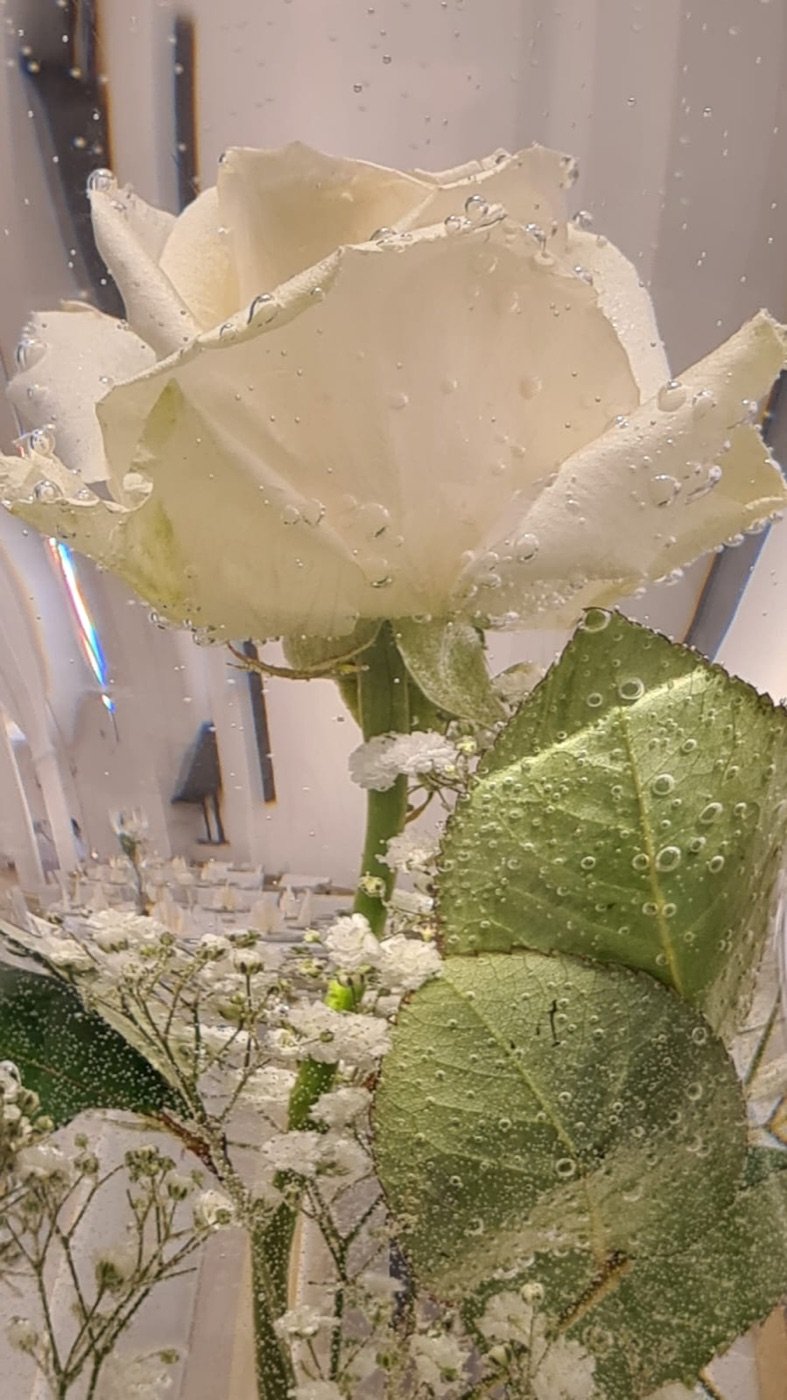 Weiße Rose mit Schleierkraut und Wassertropfen als Floristik-Detail